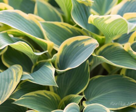 707_8233_Hosta_First_Frost__2.JPG