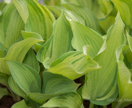 709_8214_Hosta_Guardian_Angel__2.JPG