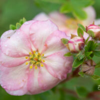 Potentilla fruticosa `Double Punch Peach` harilik põõsasmaran (2)