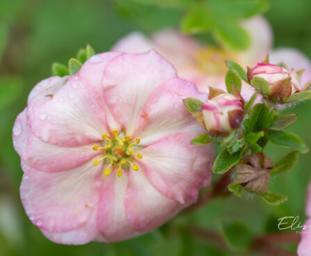 Potentilla fruticosa `Double Punch Peach` harilik põõsasmaran (2)