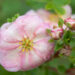 Potentilla fruticosa `Double Punch Peach` harilik põõsasmaran (2)