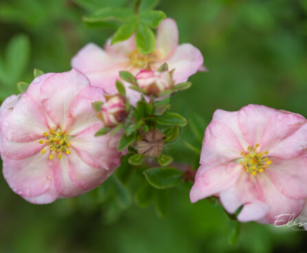 Potentilla fruticosa `Double Punch Peach` harilik põõsasmaran (3)