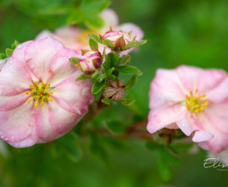 Potentilla fruticosa `Double Punch Peach` harilik põõsasmaran (5)