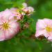 Potentilla fruticosa `Double Punch Peach` harilik põõsasmaran (5)