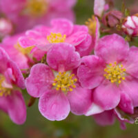 Potentilla fruticosa `Pink Paradise` harilik põõsasmaran (1)