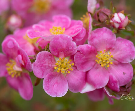 Potentilla fruticosa `Pink Paradise` harilik põõsasmaran (1)