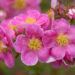 Potentilla fruticosa `Pink Paradise` harilik põõsasmaran (1)