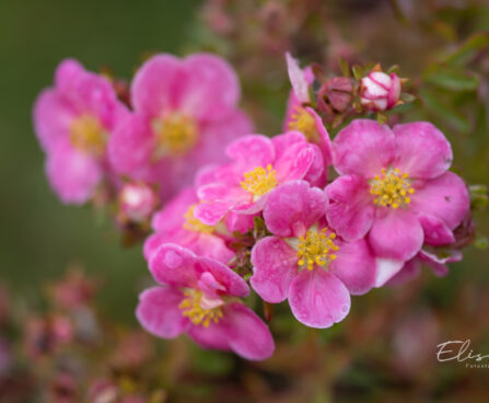 Potentilla fruticosa `Pink Paradise` harilik põõsasmaran (2)