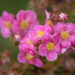 Potentilla fruticosa `Pink Paradise` harilik põõsasmaran (2)