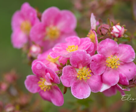 Potentilla fruticosa `Pink Paradise` harilik põõsasmaran (3)