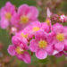 Potentilla fruticosa `Pink Paradise` harilik põõsasmaran (3)