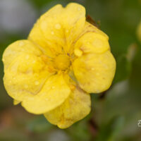 Potentilla fruticosa `Citrus Tart` harilik põõsasmaran