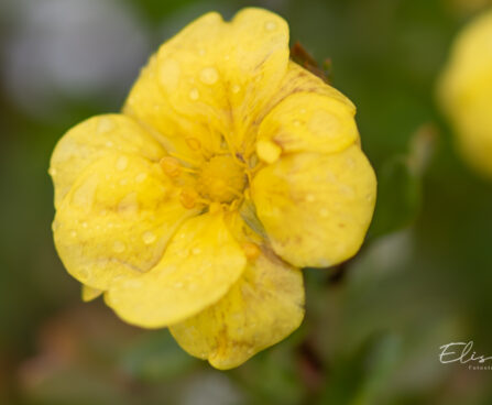 Potentilla fruticosa `Citrus Tart` harilik põõsasmaran