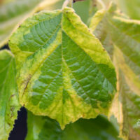 Corylus avellana `Variegata` harilik sarapuu (1)