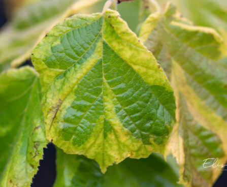 Corylus avellana `Variegata` harilik sarapuu (1)