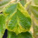 Corylus avellana `Variegata` harilik sarapuu (1)