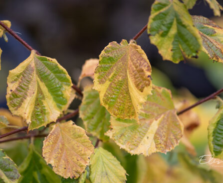 Corylus avellana `Variegata` harilik sarapuu (2)