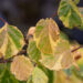 Corylus avellana `Variegata` harilik sarapuu (2)