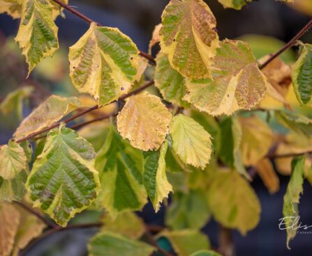 Corylus avellana `Variegata` harilik sarapuu (3)