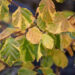 Corylus avellana `Variegata` harilik sarapuu (3)