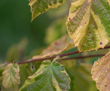 Corylus avellana `Variegata` harilik sarapuu (4)