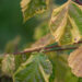 Corylus avellana `Variegata` harilik sarapuu (4)
