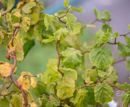 Corylus avellana `Twister` harilk sarapuu