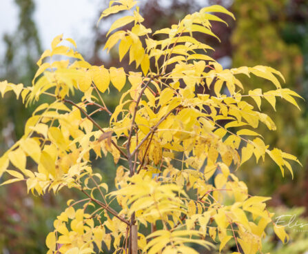 Phellodendron amurense amuuri korgipuu (1)