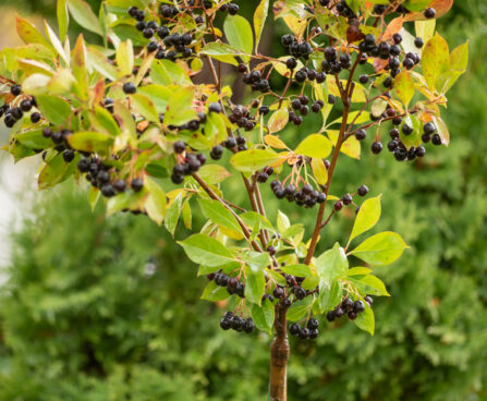 Aronia melanocarpa tume aroonia (1)