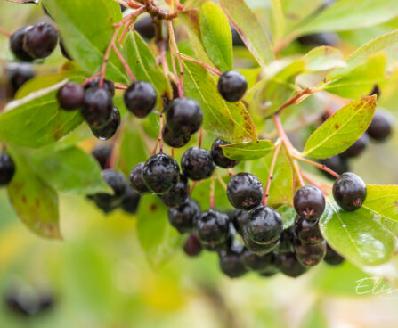 Aronia melanocarpa tume aroonia (2)