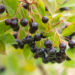 Aronia melanocarpa tume aroonia (2)