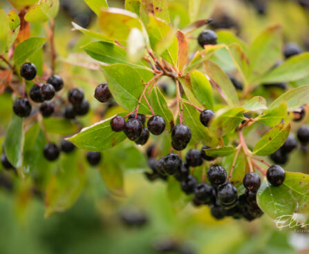 Aronia melanocarpa tume aroonia (3)