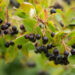 Aronia melanocarpa tume aroonia (3)