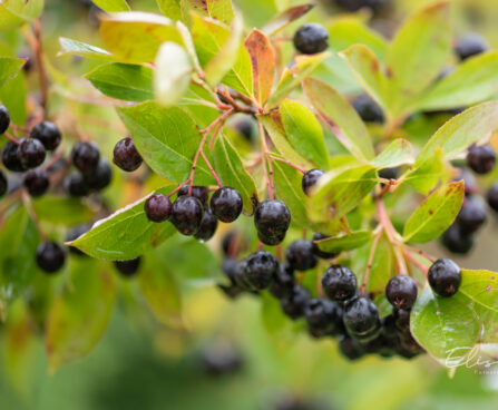 Aronia melanocarpa tume aroonia (4)