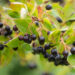 Aronia melanocarpa tume aroonia (4)