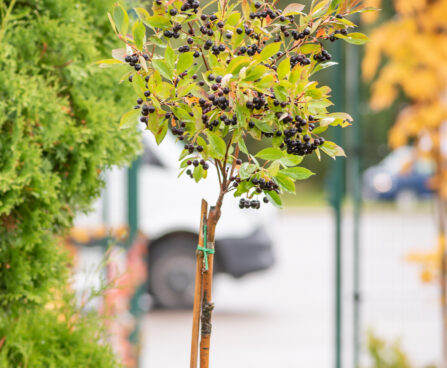 Aronia melanocarpa tume aroonia (5)