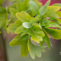 Quercus robur `Cristata` harilik tamm