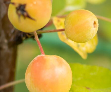 Malus 'Golden Hornet' õunapuu (1)