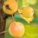 Malus 'Golden Hornet' õunapuu (1)