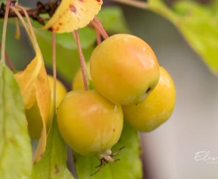 Malus 'Golden Hornet' õunapuu (2)