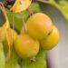 Malus 'Golden Hornet' õunapuu (2)