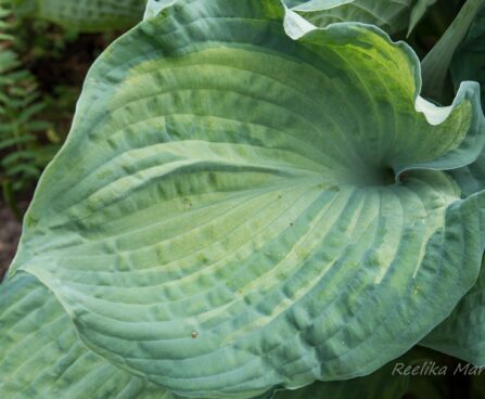 709_8620_Hosta_Guardian_Angel__3.JPG