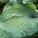 709_8620_Hosta_Guardian_Angel__3.JPG