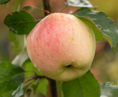 Malus domestica `Lembitu` õunapuu