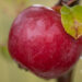 Malus `Moskovskoje Ozerelie` õunapuu (2)
