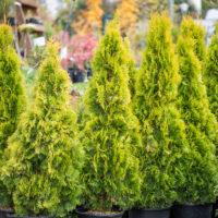 Thuja occidentalis `Golden Smaragd` harilik elupuu (1)