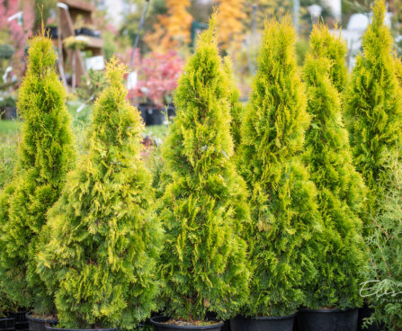 Thuja occidentalis `Golden Smaragd` harilik elupuu (1)