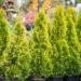 Thuja occidentalis `Golden Smaragd` harilik elupuu (1)