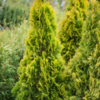 Thuja occidentalis `Golden Smaragd` harilik elupuu (2)