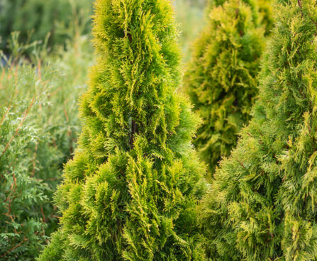 Thuja occidentalis `Golden Smaragd` harilik elupuu (2)